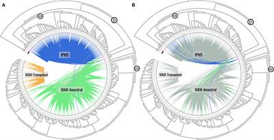 Genomic Origin and Diversification of the Glucosinolate MAM Locus